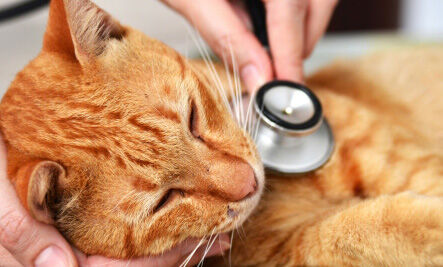 cukorbetegség kezelés macska kezelés otthon