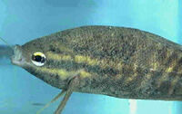 milyen halak nem rendelkeznek parazitákkal a fehér planaria parazita vagy
